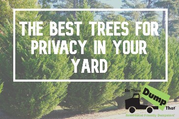 Best Privacy Trees for your backyard